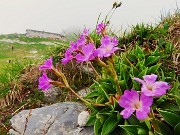 54 Primula glaucescens nei pratoni